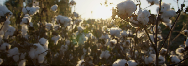 Linen vs Cotton: Which Should You Pack for Your Next Trip?